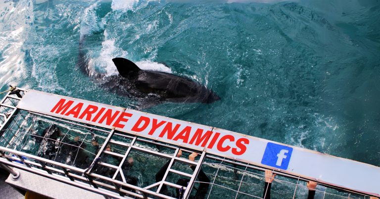 marine-dynamics-shark-cage-diving-beyond-shark-cage-diving-wheelchair-friendly-shark-cage-diving-1-768x403
