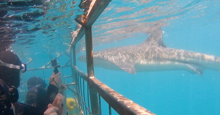 marine-dynamics-home-Up-close-and-personal-bronze-whaler-shark-underwater-next-to-cage-and-divers-768x403 marine-dynamics-home-Up-close-and-personal-bronze-whaler-shark-underwater-next-to-cage-and-divers-768x403